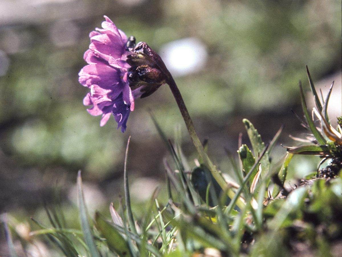 Habitus